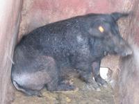 Arucas (7)