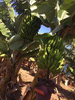 Bananen - Finca las Vegas