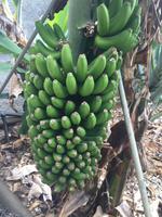 Bananen 