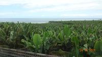 Bananenplantagen von La Palma