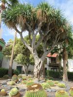 Candelaria (1)
