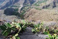 Chejelipes