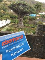 Drachenbaum 