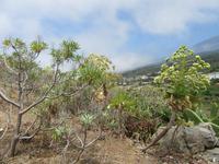 Garachico (30)