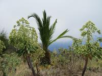 Garachico (31)