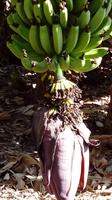 Gomera - Agulo (5)