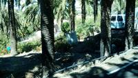 Gomera - Palmenhonigherstellung (1)