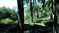 Gomera - Palmenhonigherstellung (2)