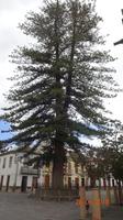 Gran Canaria - Arucarie