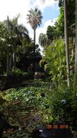 Gran Canaria - Garten der Gräfin