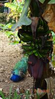 Gran Canaria - Pfau mit Bananen