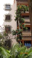 Gran Canaria - Pflanzenpracht
