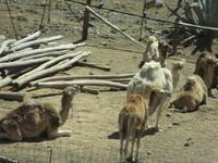 Grand Canyon (3)