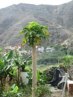 Hermigua (13)