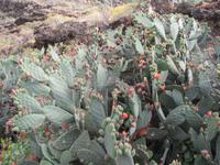 Hermigua (6)