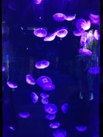 IMG_6466