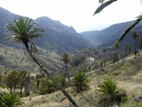 Im Palmental - der Süden von La Gomera