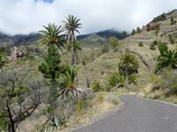 Im Palmental - der Süden von La Gomera