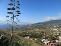 La Concepción (4)