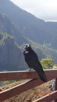 La Palma - Rabe im Gebirge