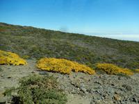 La Palma