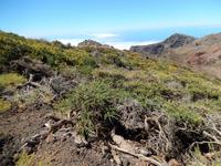 La Palma