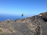 La Palma