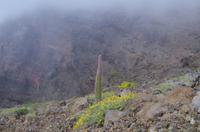 La Palma