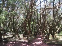 Laguna Grande (20)
