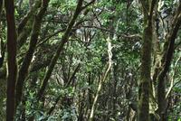 Lorbeerwald 