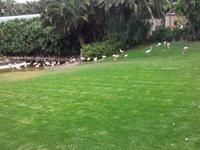 Loro Parque