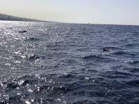 Los Gigantes 