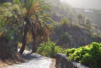 Masca