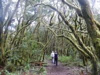 Nebelwald - La Gomera