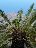 Palme aus Palme