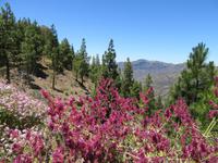 Roque Nublo (5)
