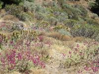 Roque Nublo (8)