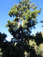 Teide (3)