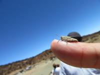 Teide (56)