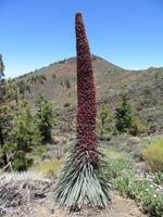 Teide (58)