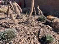 Teide 