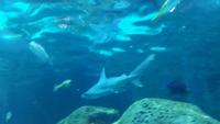 Teneriffa - Rundreise – Inselhüpfen auf den Kanaren - Loro Park