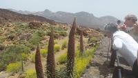 Teneriffa - Rundreise – Inselhüpfen auf den Kanaren