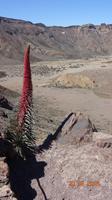 Teneriffa - Teide NAtternkopf (2)