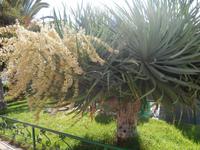Teneriffa