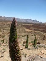 Teneriffa
