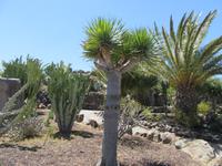 Valle Gran Rey (4)