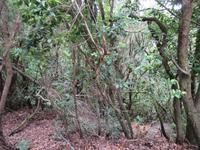 Vallehermoso (1)