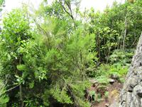 Vallehermoso (2)