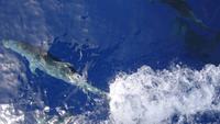 Wal und Delfinen Beobachtung La Gomera
